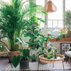 Comment faire de mon intérieur une jungle urbaine ?