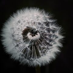 Papier peint noir et blanc fleur : la nouvelle tendance en matière de décoration