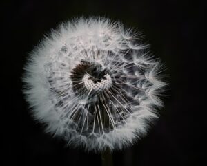 Papier peint noir et blanc fleur : la nouvelle tendance en matière de décoration